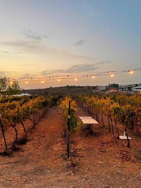 Wine_Festival_at_Mateh_Yehuda2022_2.jpg