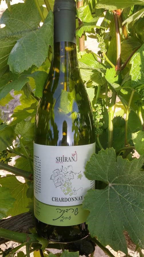 shiran chardonnay 16