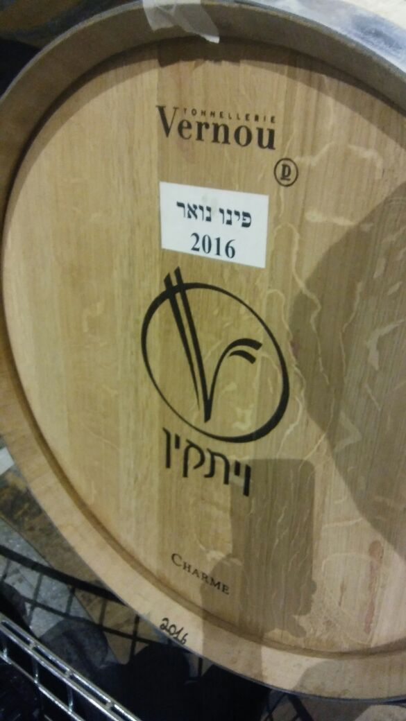 vitkin pino 16